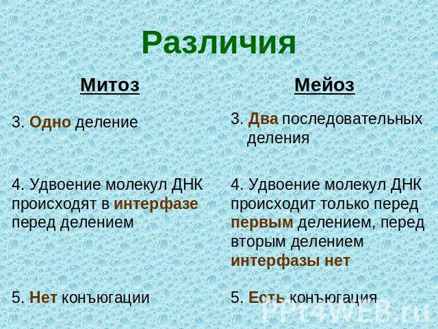 Различия Митоз3. Одно деление4. Удвоение молекул ДНК происходят в интерфазе перед делением5. Нет конъюгацииМейоз3. Два последовательных деления4. Удвоение молекул ДНК происходит только перед первым делением, перед вторым делением интерфазы нет5. Ест…