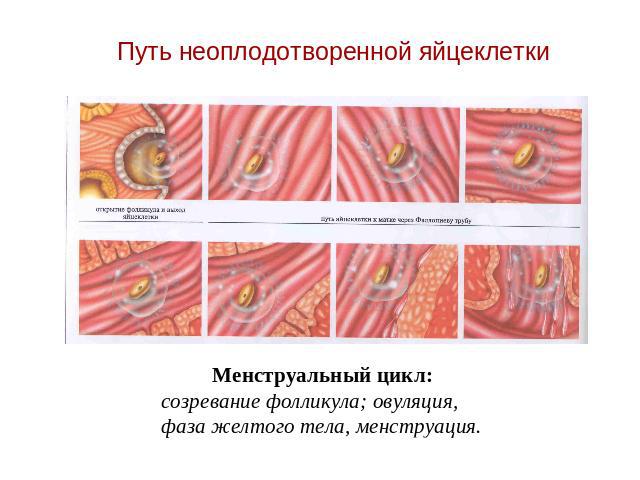 Путь неоплодотворенной яйцеклетки Менструальный цикл:созревание фолликула; овуляция, фаза желтого тела, менструация.