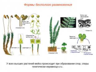 Формы бесполого размноженияУ всех высших растений мейоз происходит при образован