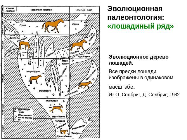 Эволюционная палеонтология:«лошадиный ряд» Эволюционное дерево лошадей. Все предки лошади изображены в одинаковом масштабе.Из О. Солбриг, Д. Солбриг, 1982