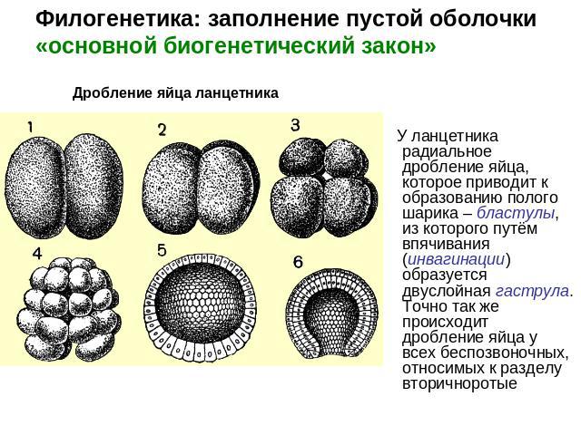 Филогенетика: заполнение пустой оболочки«основной биогенетический закон» У ланцетника радиальное дробление яйца, которое приводит к образованию полого шарика – бластулы, из которого путём впячивания (инвагинации) образуется двуслойная гаструла. Точн…