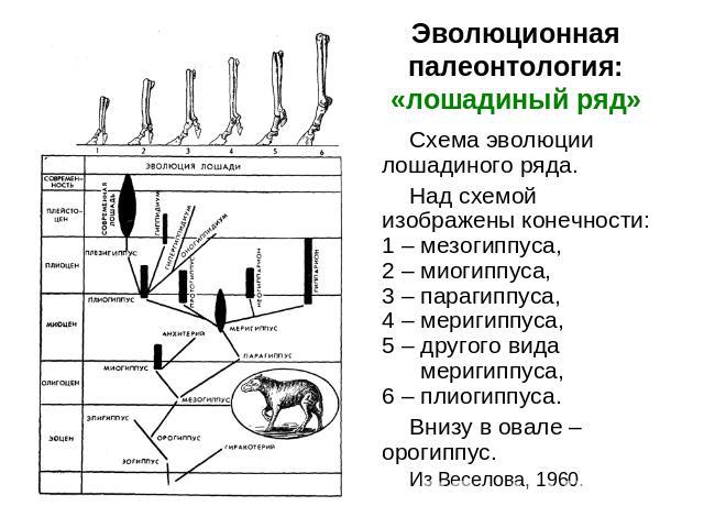 Эволюционная палеонтология:«лошадиный ряд» Схема эволюции лошадиного ряда.Над схемой изображены конечности: 1 – мезогиппуса, 2 – миогиппуса, 3 – парагиппуса, 4 – меригиппуса, 5 – другого вида рррмеригиппуса, 6 – плиогиппуса. Внизу в овале – орогиппу…