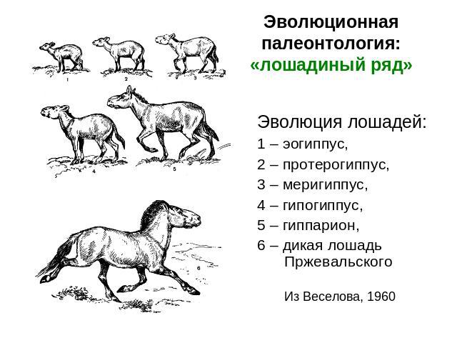 Эволюционная палеонтология:«лошадиный ряд» Эволюция лошадей: 1 – эогиппус, 2 – протерогиппус, 3 – меригиппус, 4 – гипогиппус, 5 – гиппарион, 6 – дикая лошадь ПржевальскогоИз Веселова, 1960