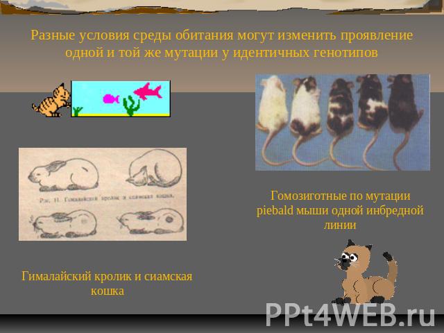 Разные условия среды обитания могут изменить проявление одной и той же мутации у идентичных генотипов Гималайский кролик и сиамская кошка Гомозиготные по мутации piebald мыши одной инбредной линии