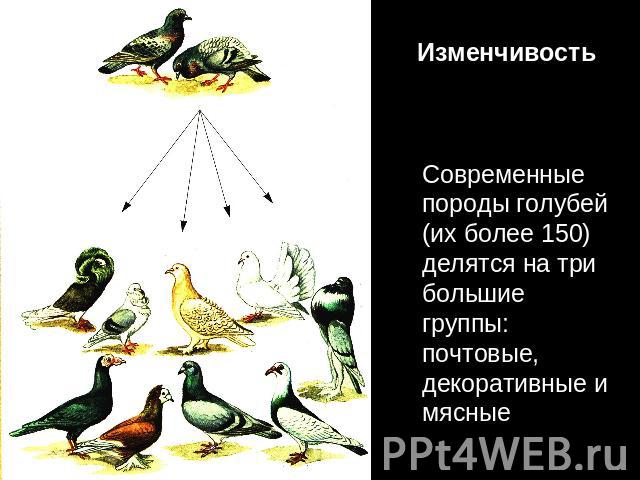 Изменчивость Современные породы голубей (их более 150) делятся на три большие группы: почтовые, декоративные и мясные