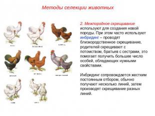Методы селекции животных2. Межпородное скрещивание используют для создания новой