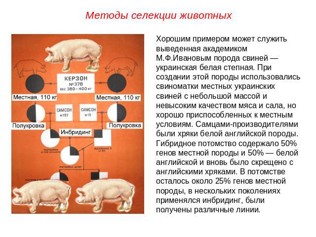 Методы селекции животныхХорошим примером может служить выведенная академиком М.Ф.Ивановым порода свиней — украинская белая степная. При создании этой породы использовались свиноматки местных украинских свиней с небольшой массой и невысоким качеством…