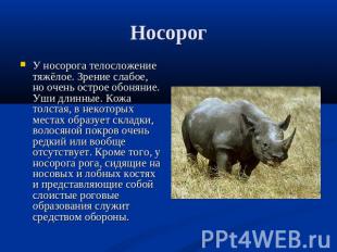 Носорог У носорога телосложение тяжёлое. Зрение слабое, но очень острое обоняние