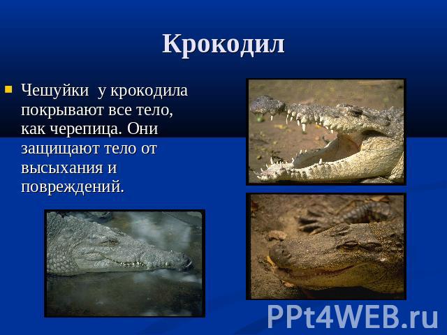Крокодил Чешуйки у крокодила покрывают все тело, как черепица. Они защищают тело от высыхания и повреждений.
