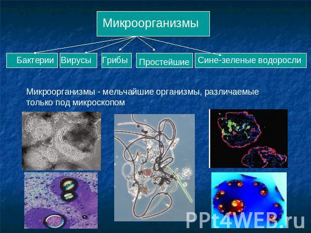 Микроорганизмы Микроорганизмы - мельчайшие организмы, различаемые только под микроскопом