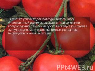6. В этих же условиях для культуры томата более благоприятный режим складывается