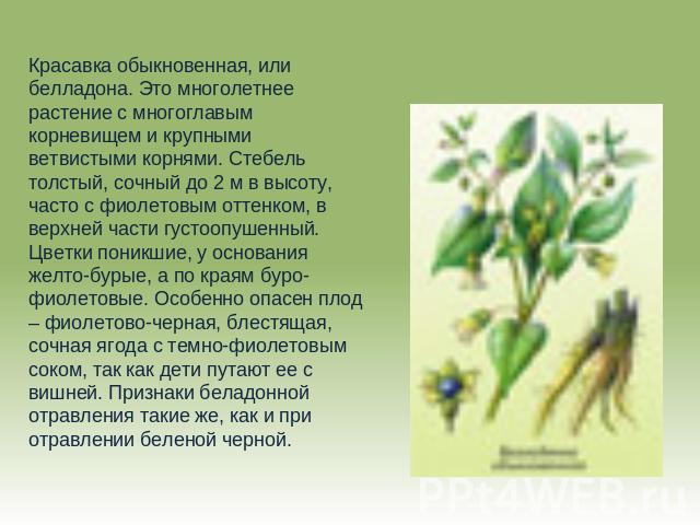 Красавка обыкновенная, или белладона. Это многолетнее растение с многоглавым корневищем и крупными ветвистыми корнями. Стебель толстый, сочный до 2 м в высоту, часто с фиолетовым оттенком, в верхней части густоопушенный. Цветки поникшие, у основания…
