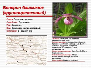 Венерин башмачок (крупноцветковый) Отдел: ПокрытосеменныеСемейство: Орхидные. Ро