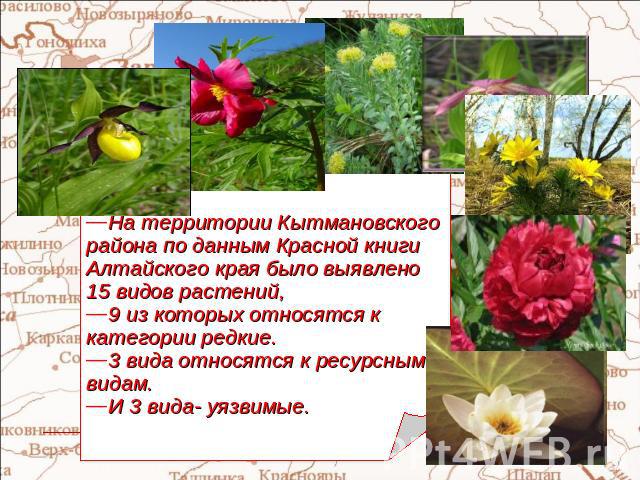 На территории Кытмановского района по данным Красной книги Алтайского края было выявлено 15 видов растений, 9 из которых относятся к категории редкие.3 вида относятся к ресурсным видам.И 3 вида- уязвимые.