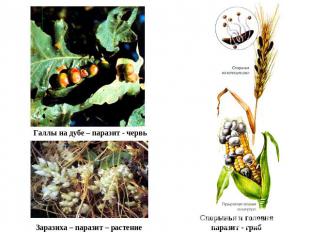 Галлы на дубе – паразит - червьЗаразиха – паразит – растение Спорынья и головняп