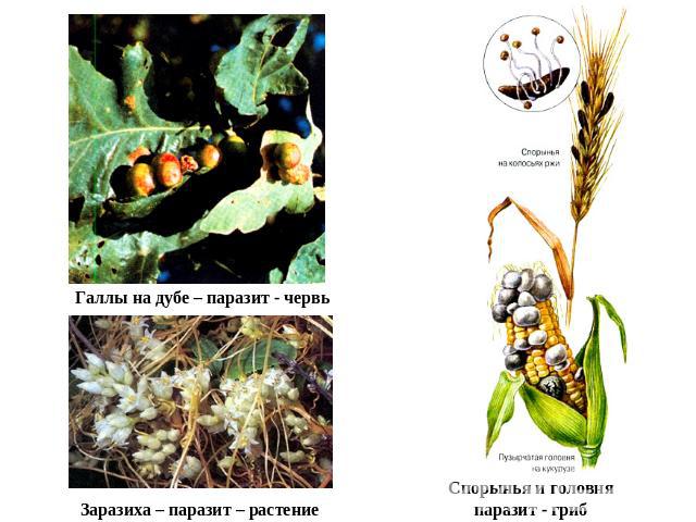 Галлы на дубе – паразит - червьЗаразиха – паразит – растение Спорынья и головняпаразит - гриб