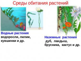 Среды обитания растений Водные растенияводоросли, лилии, кувшинки и др.Наземные