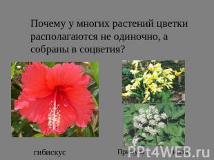 Почему у многих растений цветки располагаются не одиночно, а собраны в соцветия?