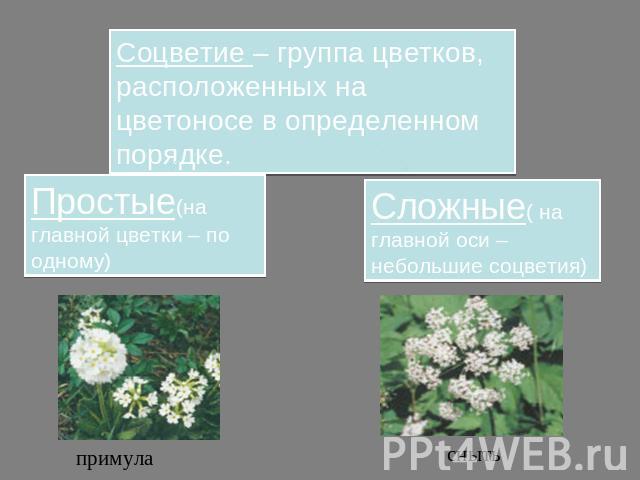 Соцветие – группа цветков, расположенных на цветоносе в определенном порядке.Простые(на главной цветки – по одному) Сложные( на главной оси – небольшие соцветия)