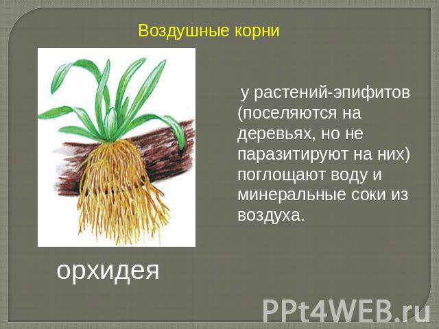 Воздушные корни у растений-эпифитов (поселяются на деревьях, но не паразитируют на них) поглощают воду и минеральные соки из воздуха.орхидея
