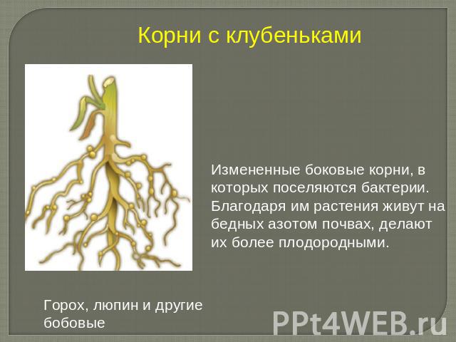 Корни с клубеньками Измененные боковые корни, в которых поселяются бактерии. Благодаря им растения живут на бедных азотом почвах, делают их более плодородными.Горох, люпин и другие бобовые