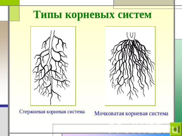 Типы корневых систем Стержневая корневая системаМочковатая корневая система