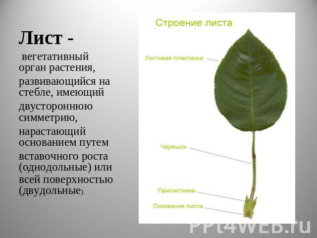 Лист - вегетативный орган растения, развивающийся на стебле, имеющий двустороннюю симметрию, нарастающий основанием путем вставочного роста (однодольные) или всей поверхностью (двудольные).