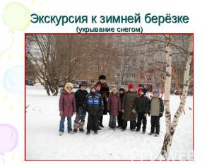 Экскурсия к зимней берёзке (укрывание снегом)