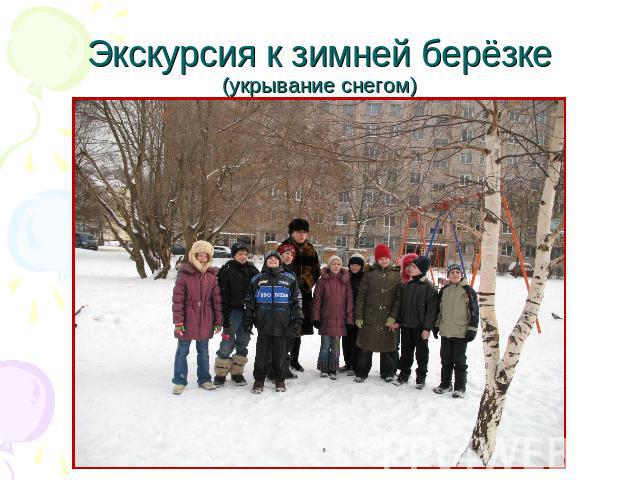 Экскурсия к зимней берёзке (укрывание снегом)