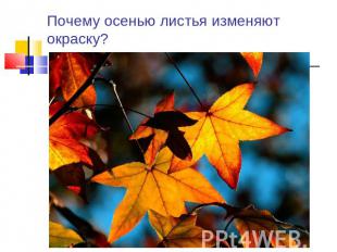 Почему осенью листья изменяют окраску?