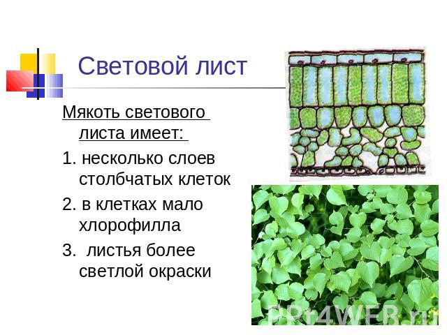 Световой лист Мякоть светового листа имеет: 1. несколько слоев столбчатых клеток2. в клетках мало хлорофилла 3. листья более светлой окраски