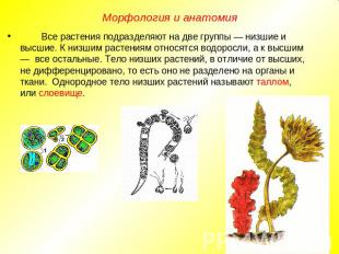 Морфология и анатомия Все растения подразделяют на две группы — низшие и высшие.