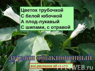 Цветок трубочкойС белой юбочкойА плод-лукавыйС шипами, с отравой дурман обыкнове