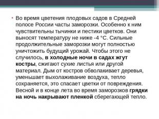 Во время цветения плодовых садов в Средней полосе России часты заморозки. Особен