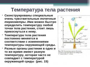 Температура тела растения Сконструированы специальные очень чувствительные точеч