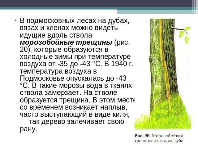 В подмосковных лесах на дубах, вязах и кленах можно видеть идущие вдоль ствола морозобойные трещины (рис. 20), которые образуются в холодные зимы при температуре воздуха от -35 до -43 °С. В 1940 г. температура воздуха в Подмосковье опускалась до -43…