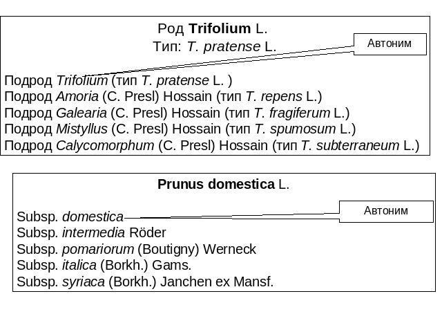 Род Trifolium L. Тип: T. pratense L.Подрод Trifolium (тип T. pratense L. )Подрод Amoria (C. Presl) Hossain (тип T. repens L.)Подрод Galearia (C. Presl) Hossain (тип T. fragiferum L.)Подрод Mistyllus (C. Presl) Hossain (тип T. spumosum L.)Подрод Caly…
