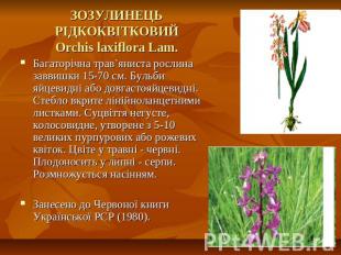 ЗОЗУЛИНЕЦЬ РІДКОКВІТКОВИЙOrchis laxiflora Lam. Багаторічна трав`яниста рослина з