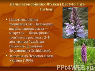 пальчатокорінник Фукса (Dactylorhiza fuchsii), Пальчатокорінник травневий (лат.