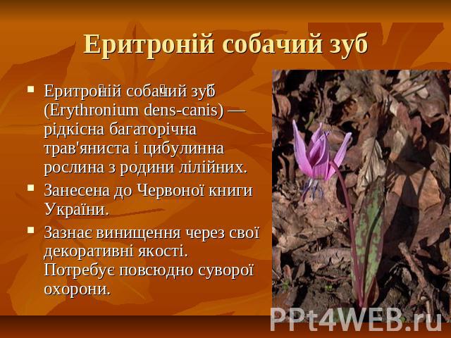 Еритроній собачий зуб Еритроній собачий зуб (Erythronium dens-canis) — рідкісна багаторічна трав'яниста і цибулинна рослина з родини лілійних.Занесена до Червоної книги України.Зазнає винищення через свої декоративні якості. Потребує повсюдно суворо…