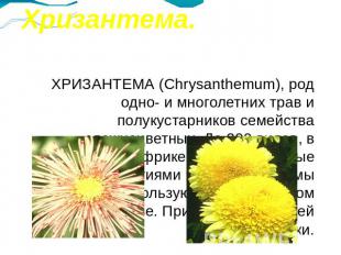 Хризантема. ХРИЗАНТЕМА (Chrysanthemum), род одно- и многолетних трав и полукуста