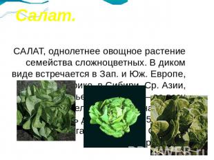 Салат. САЛАТ, однолетнее овощное растение семейства сложноцветных. В диком виде