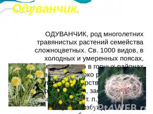 Одуванчик. ОДУВАНЧИК, род многолетних травянистых растений семейства сложноцветн