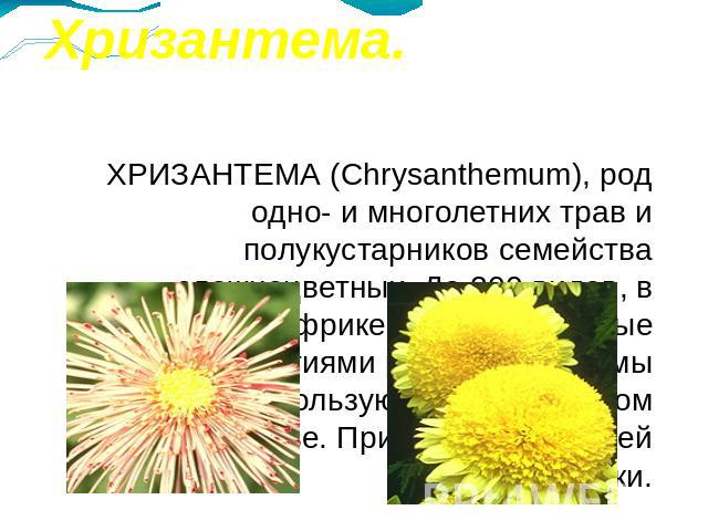 Хризантема. ХРИЗАНТЕМА (Chrysanthemum), род одно- и многолетних трав и полукустарников семейства сложноцветных. До 200 видов, в Евразии и Африке. Многочисленные сорта с соцветиями различной формы и окраски используют в декоративном садоводстве. Приг…