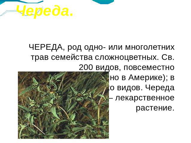 Череда. ЧЕРЕДА, род одно- или многолетних трав семейства сложноцветных. Св. 200 видов, повсеместно (преимущественно в Америке); в России несколько видов. Череда трёхраздельная — лекарственное растение.