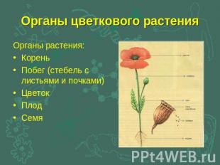 Органы цветкового растения Органы растения:КореньПобег (стебель с листьями и поч