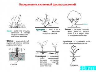 Определение жизненной формы растений