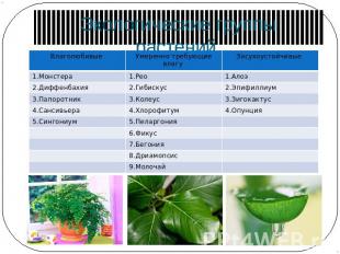 Экологические группы растений.