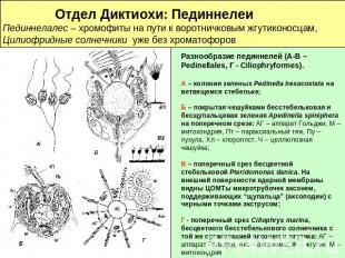 Отдел Диктиохи: Пединнелеи Пединнелалес – хромофиты на пути к воротничковым жгут