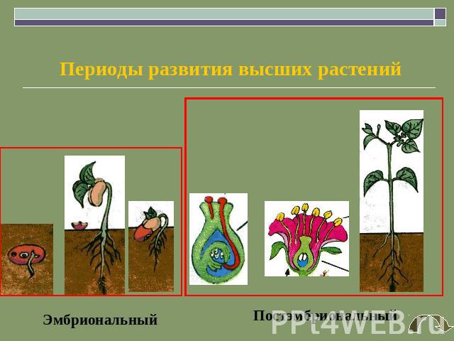 Периоды развития высших растений